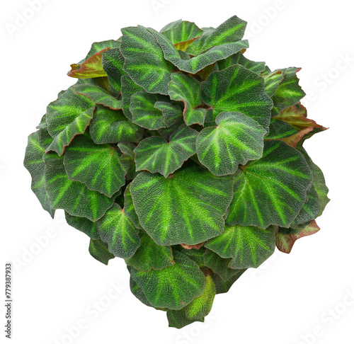 Tropical houseplant 'Begonia soli mutata' with dark green stripes isolated on transparent background