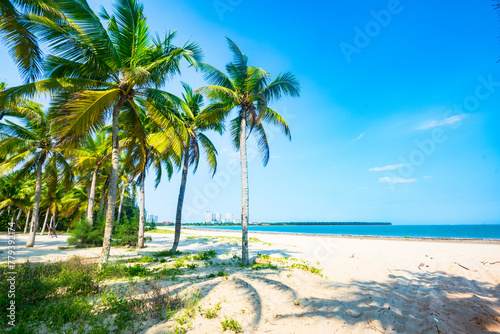Beautiful view of coconut grove at Gaolong Bay beach in Wenchang, Hainan, China photo