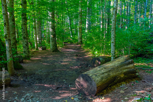 Vászonkép Biogradska Gora national park in Montenegro