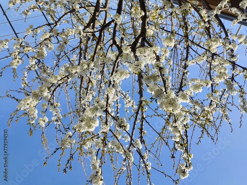 The natural appearance of a cherry blossom tree in the spring