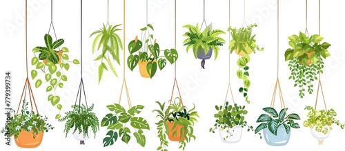 An artistic arrangement of hanging potted plants against a white backdrop, showcasing a variety of terrestrial plants, shrubs, and evergreens photo