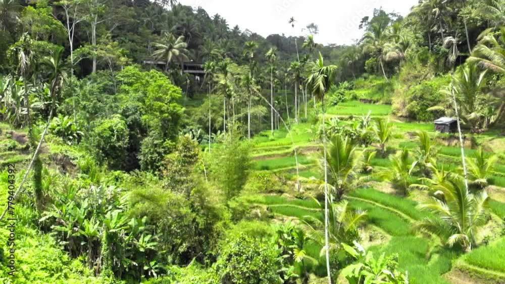 Aerial shot Of Tegallalang Rice Terraces and lush jungle In Gianyar, Bali, Indonesia. Ascending drone shot. Aerial shot Of Tegallalang Rice Terraces and lush jungle In Gianyar, Bali, Indonesia. Ascending drone shot.