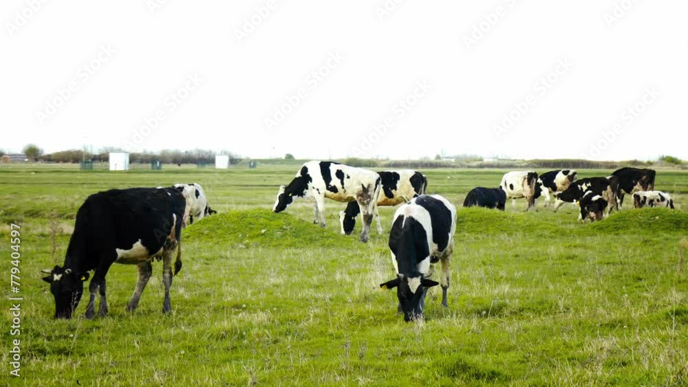 This image captures the serene beauty of a sunlit pasture where cows graze peacefully, creating a picturesque scene of rural life. This image captures the serene beauty of a sunlit pasture where cows graze peacefully, creating a picturesque scene of rural life.