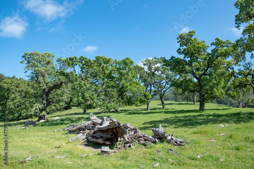 scenic landscape with old trees and meadow in Solvang, California,