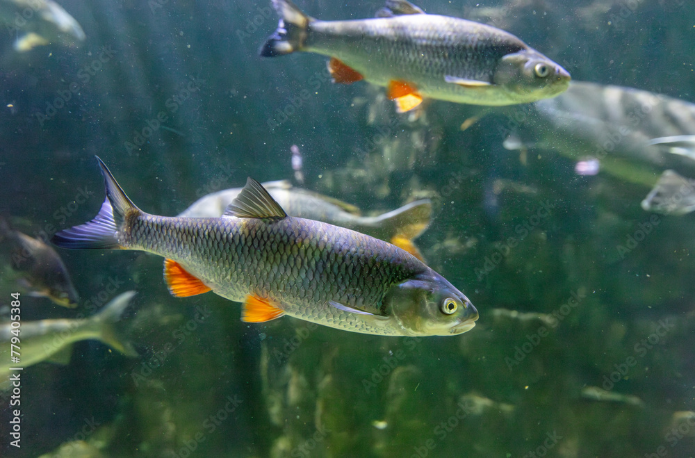 Tropical fish swimming in the aquarium. Beautiful colorful fishes in the aquarium Tropical fish swimming in the aquarium. Beautiful colorful fishes in the aquarium