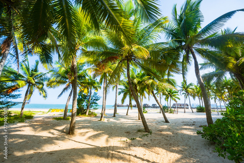 Beautiful view of coconut grove at Gaolong Bay beach in Wenchang, Hainan, China © hu