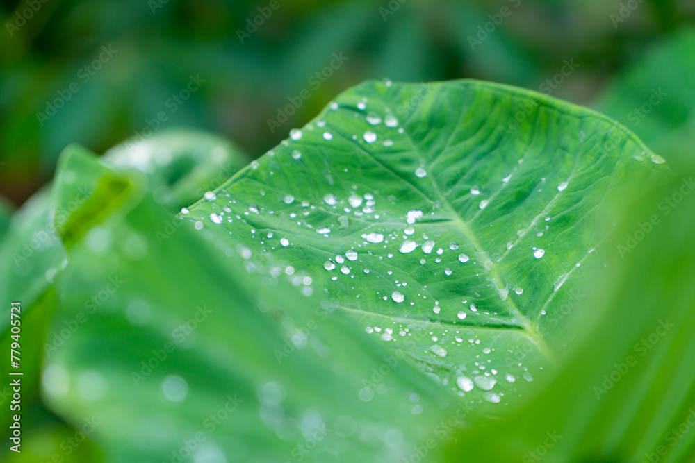 taro leaf with dew drops taro leaf with dew drops