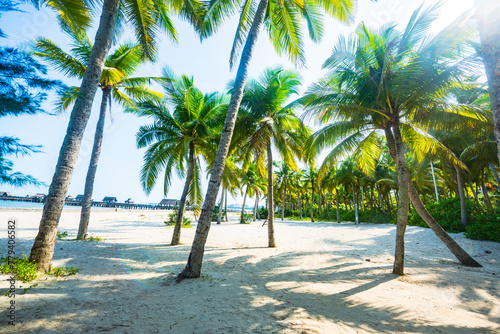 Beautiful view of coconut grove at Gaolong Bay beach in Wenchang, Hainan, China photo