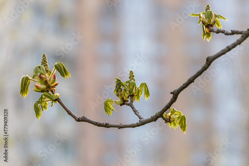 Leaves and little bud burgeons on the chestnut branch on the urban background © gannusya