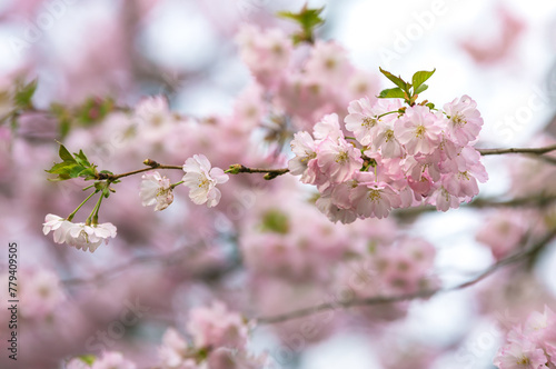 Pink sakura flowers on a branches, spring background © gannusya