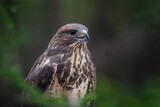 Steppe eagle portrait in forest. Danger animal in nature habitat