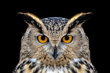 Owl looking big eyes out of the darkness close