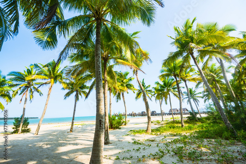 Beautiful view of coconut grove at Gaolong Bay beach in Wenchang, Hainan, China photo