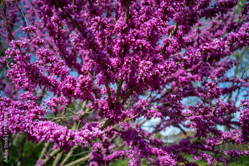 Close-up of branches of a purple-flowering Judas tree (Cercis siliquastrum). It is native to southern Europe and the Middle East and is used as an ornamental plant. photo