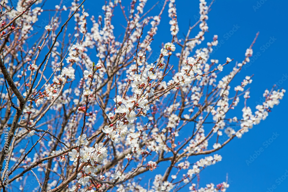 Blooming apricot branches on the background of blue sky. Spring blossoming of fruit trees in the garden.