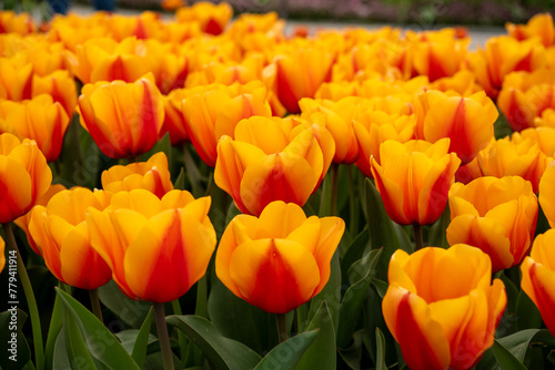 Flowerbed with the bicolor tulip 'Beauty of Apeldoorn'. Red-orange flowers, rounded petals. View from the side