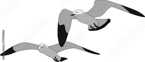 Seagull Illustration
