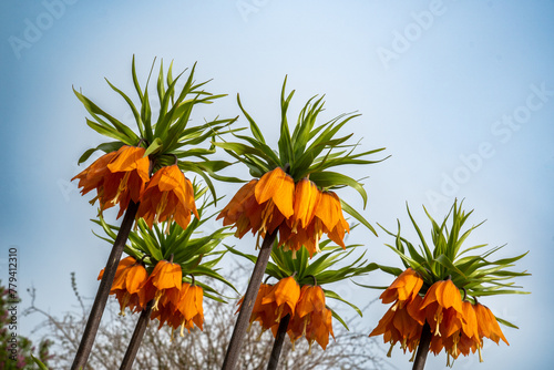 The crown imperial (Fritillaria imperialis) is a plant species from the genus Fritillaria in the lily family (Liliaceae). In Asia it inhabits rocky slopes and bushes at altitudes of 1250 to 3000 m photo