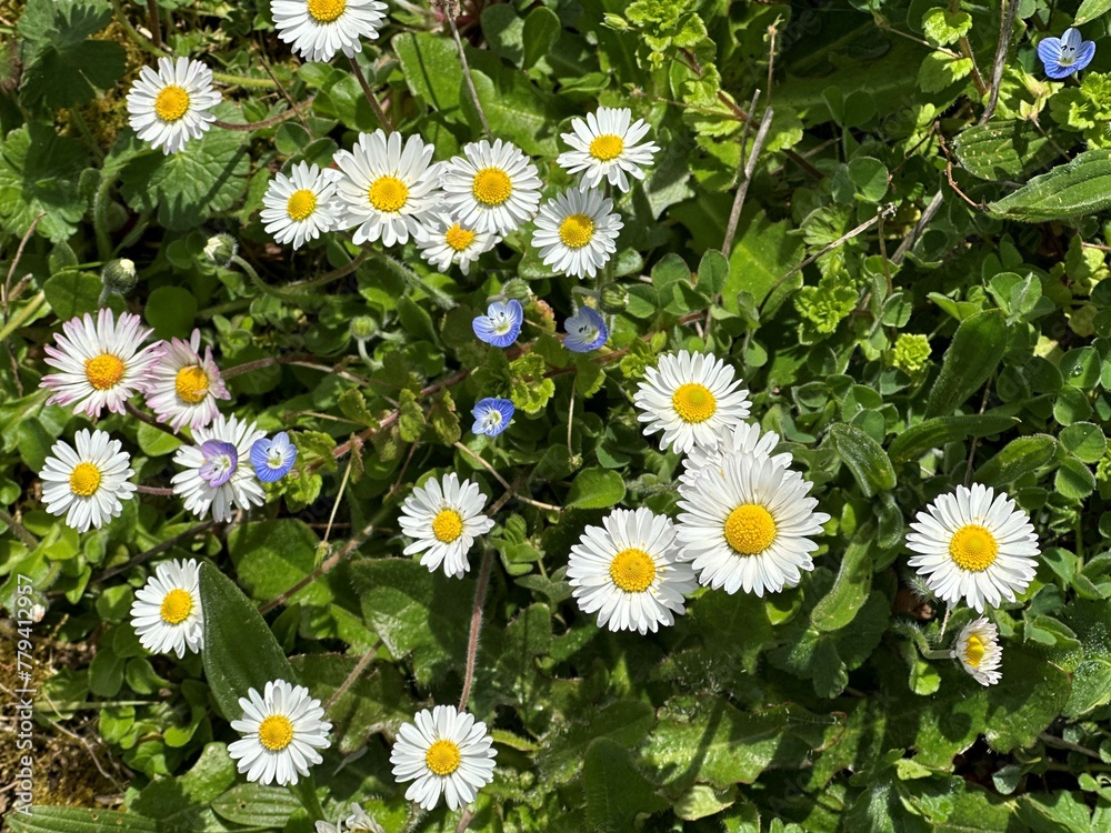 Fototapeta premium daisies in a field
