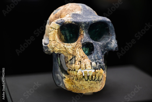Ardipithecus ramidus is a species of australopithecine from the Afar region of Early Pliocene Ethiopia 4.4 million years ago 
