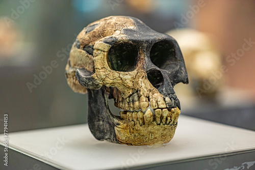 Ardipithecus ramidus is a species of australopithecine from the Afar region of Early Pliocene Ethiopia 4.4 million years ago  photo