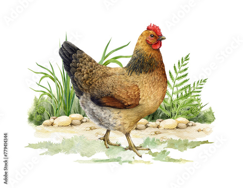 Chicken farm bird on the green grass watercolor illustration. Hand painted realistic detailed hen element. Cute fluffy brown chicken walking on the farmyard with greens. Hen on the ground isolated