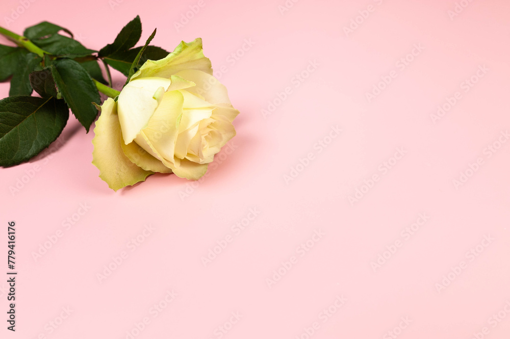 Top view of white rose on pink background. One tulip flat lay. Copy space.