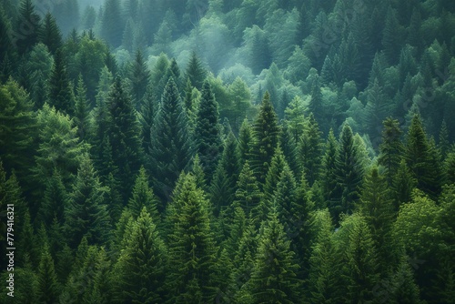 Foggy forest in the mountains, Green coniferous forest
