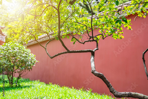 Spring green trees and red wall, Chinese garden landscape