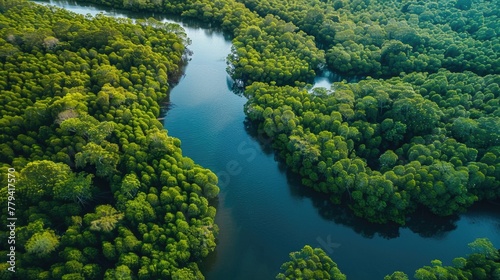 Aerial view of meandering river through dense green mangrove forest. World Oceans Day