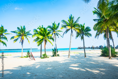 Beautiful view of coconut grove at Gaolong Bay beach in Wenchang, Hainan, China