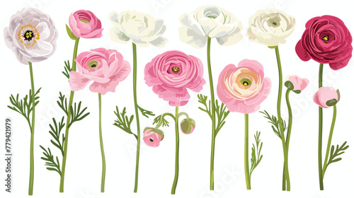 Pink and white ranunculus flowers flat vector isolated
