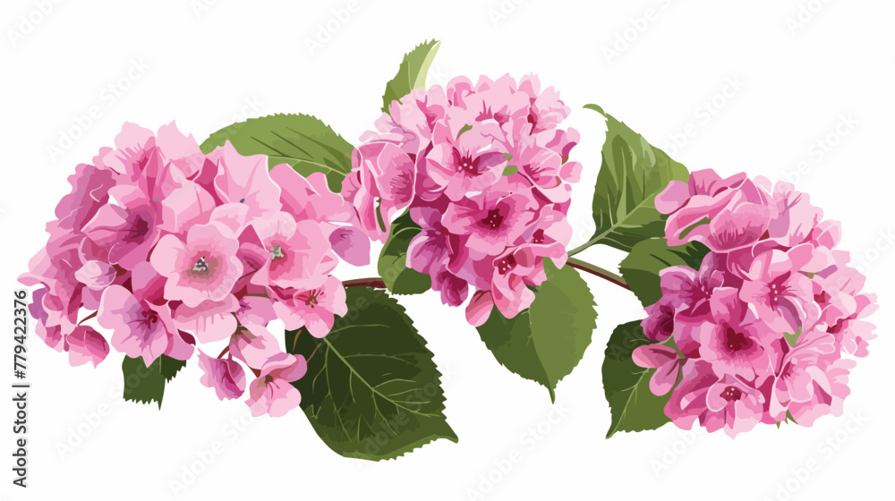 Pink hydrangea flowers on the white background. 