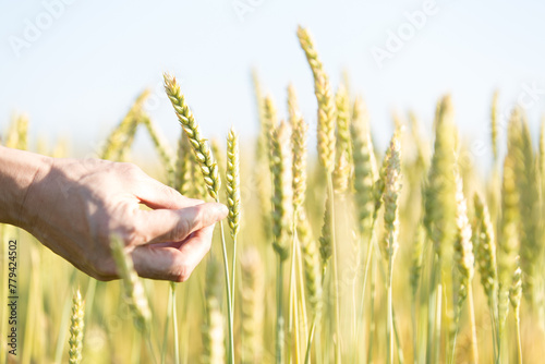 小麦を収穫する