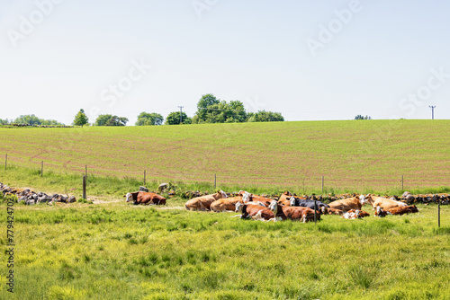 Resting cows on a sunny meadow a sunny summer day