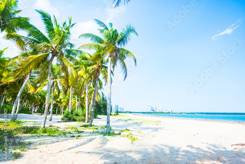 Beautiful view of coconut grove at Gaolong Bay beach in Wenchang, Hainan, China photo