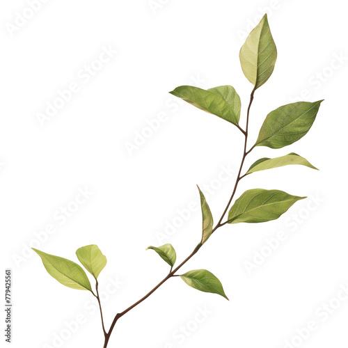 A close up of a plant with green leaves on a Transparent Background