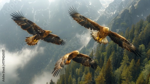 Eagles in Mid-flight, Displaying their Magnificent Agility photo