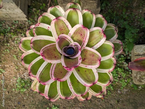 Bromeliad rosette with light green and white edge leaves photo