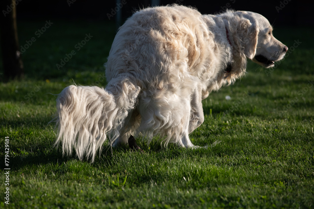 Golden retriever in the park on a green meadow. Golden retriever in the park on a green meadow.