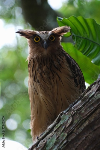 Buffy Fish Owl photo