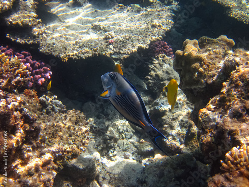 Colorful inhabitants of the Red Sea coral reef © glebantiy
