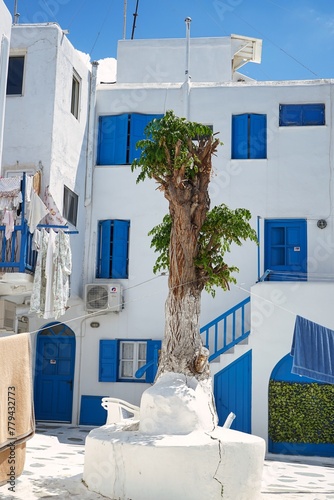 Ancient tree standing in the center of a traditional white and blue residential courtyard in the Old Town in Mykonos, Greece