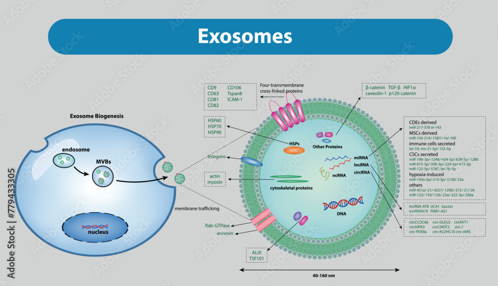 Exosomes are extracellular vesicles generated by all cells and they ...