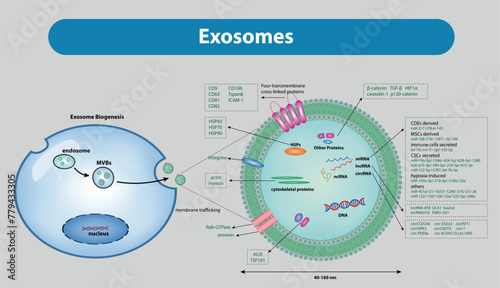 Exosomes are extracellular vesicles generated by all cells and they carry nucleic acids, proteins, lipids, and metabolites. photo