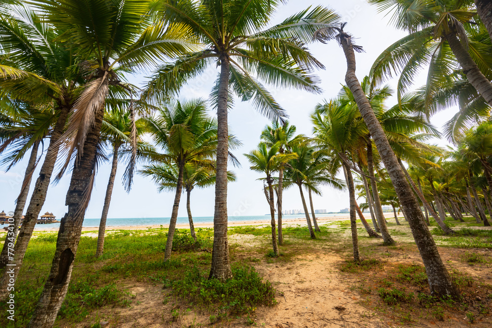 Beautiful view of coconut grove at Gaolong Bay beach in Wenchang, Hainan, China