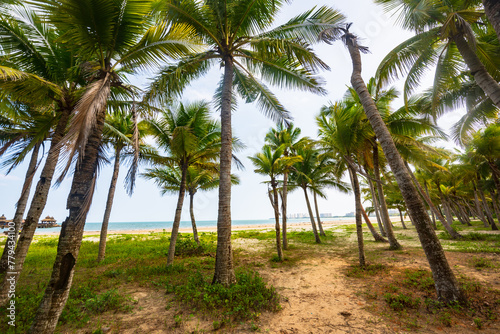Beautiful view of coconut grove at Gaolong Bay beach in Wenchang  Hainan  China