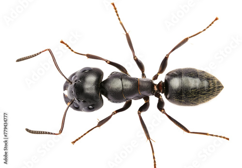 Carpenter ant Camponotus sp. queen isolated on transparent background