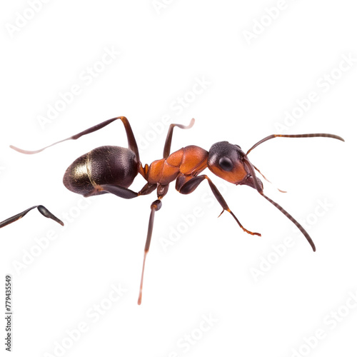 Red ants on transparent background