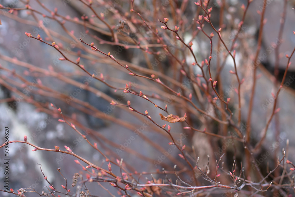 The branches of a bush with red buds on a blurred background. The branches of a bush with red buds on a blurred background.